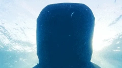 Súprava žralok - najväčšie ryby na svete